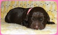 TH pups 1 wk old 1