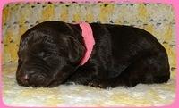 TH pups 1 wk old 3