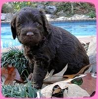 TH pups 4 wks old 1