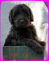 TH pups 5 wks old ab 21