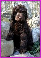 TH pups 8 wks old 97
