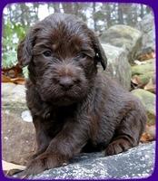 TH pups 3 wks old 3