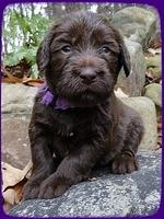 TH pups 3 wks old 6