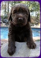 TH pups 4 wks old 5