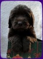 TH pups 5 wks old ab 4