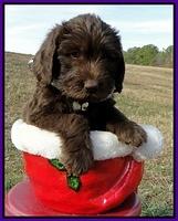 TH pups 6.5 wks old 23