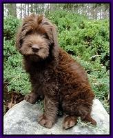 TH pups 8 wks old 68