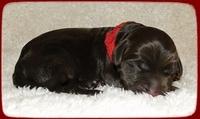 TH pups 1 day old 20