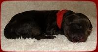 TH pups 1 day old 22