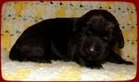 TH pups 1 wk old 20