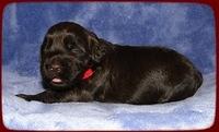 TH pups 2 wks old 20