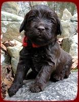 TH pups 3 wks old 19