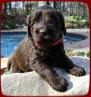 TH pups 4 wks old 21