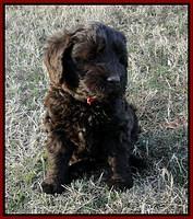 TH pups 7 wks old 2