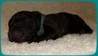 TH pups 1 day old 18
