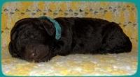 TH pups 1 wk old 15