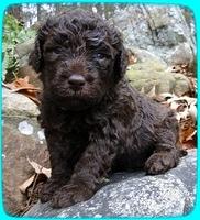 TH pups 3 wks old 15