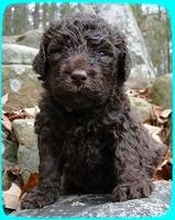 TH pups 3 wks old 16