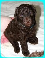 TH pups 3 wks old 60