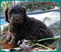 TH pups 4 wks old 20