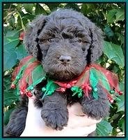 TH pups 5 wks old 23