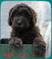 TH pups 5 wks old ab 8