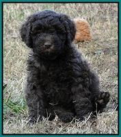 TH pups 5.5 wks old 60