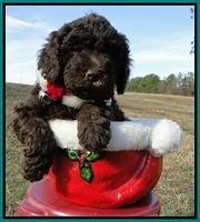 TH pups 6.5 wks old 18