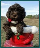 TH pups 6.5 wks old 19