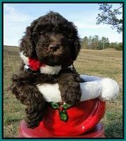 TH pups 6.5 wks old 20