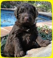 TH pups 4 wks old 16