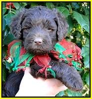 TH pups 5 wks old 17