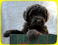TH pups 5 wks old ab 11