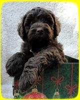TH pups 5 wks old ab 9