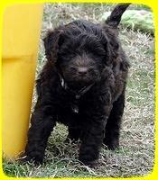 TH pups 5.5 wks old 9