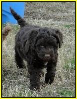 TH pups 6 wks old 3
