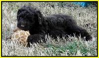 TH pups 6 wks old 7