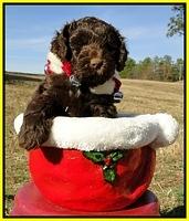 TH pups 6.5 wks old 15