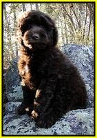 TH pups 8 wks old 103