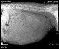 Preg Rads Tara 3