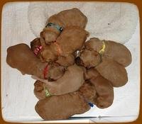 TB pups 3 wks old 28