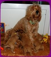 TB pups 3 wks old 53