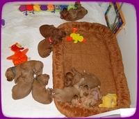 TB pups 3 wks old 54