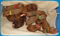TB pups newborn group