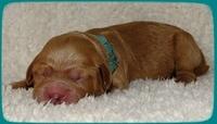 TB pups 1 day old 22