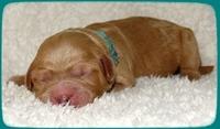 TB pups 1 day old 23