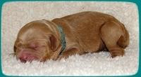 TB pups 1 day old 24