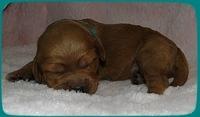 TB pups 1 wk old 14
