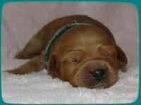 TB pups 1 wk old 15