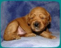 TB pups 2 wks old 22